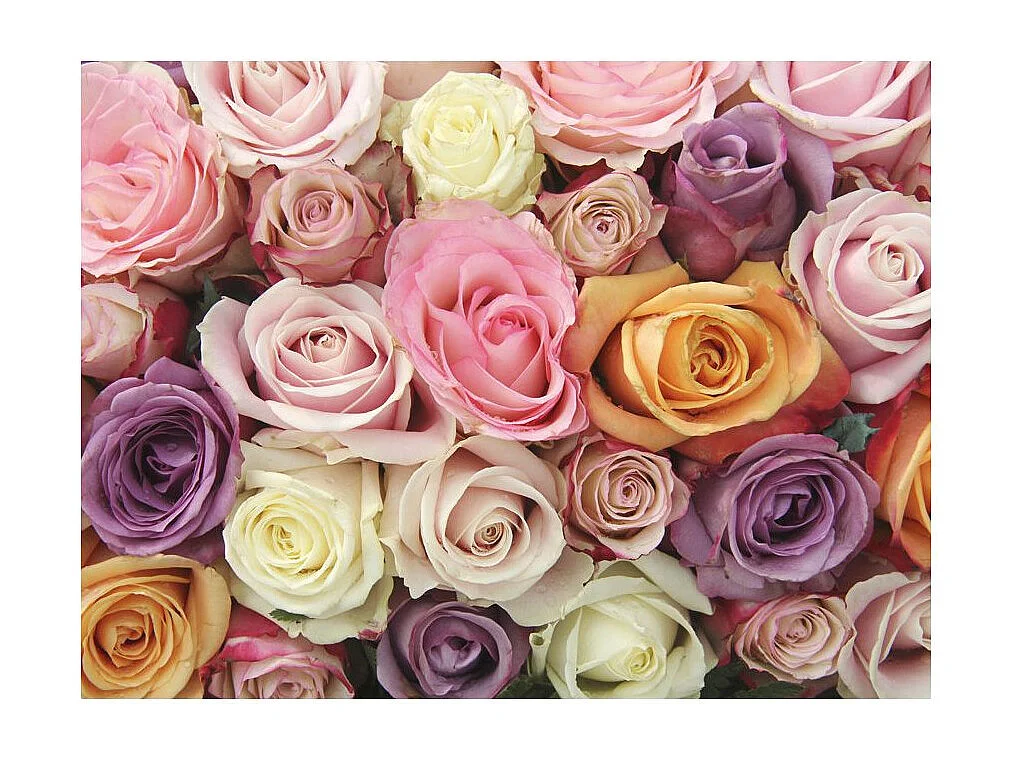 Papier Peint "Pastel Roses" 193 x 250 cm