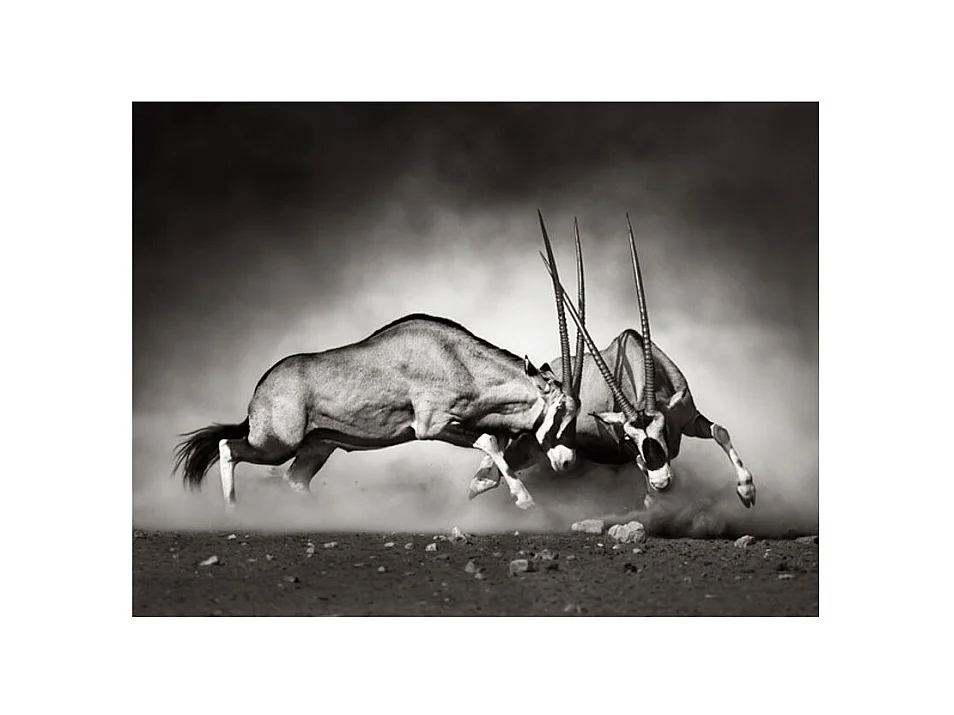 Papier Peint "Gazelles en Lutte, Dunes de la Namibie" 154 x 200 cm