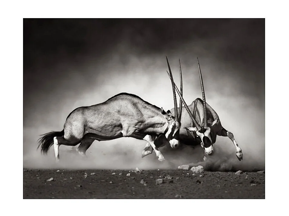 Papier Peint "Gazelles en Lutte, Dunes de la Namibie" 154 x 200 cm