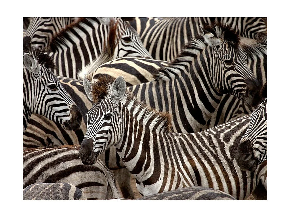 Papier Peint "Troupeau de Zèbres" 193 x 250 cm