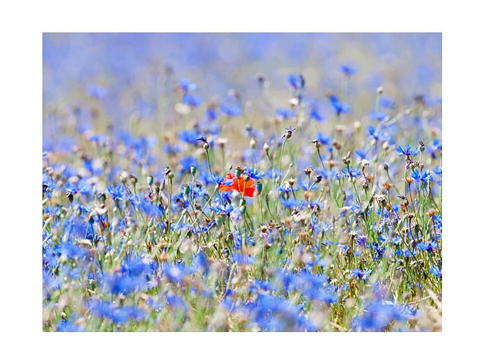 Papier Peint "Prairie Aux Couleurs du Ciel Bleuets" 154 x 200 cm