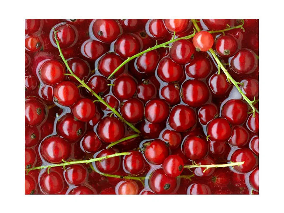 Papier Peint "Groseilles Rouges dans l'Eau" 154 x 200 cm