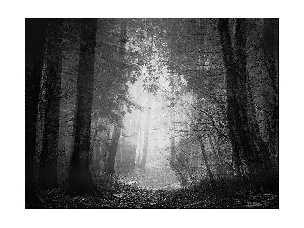 Papier Peint "Forest of Shadows" 270 x 350 cm