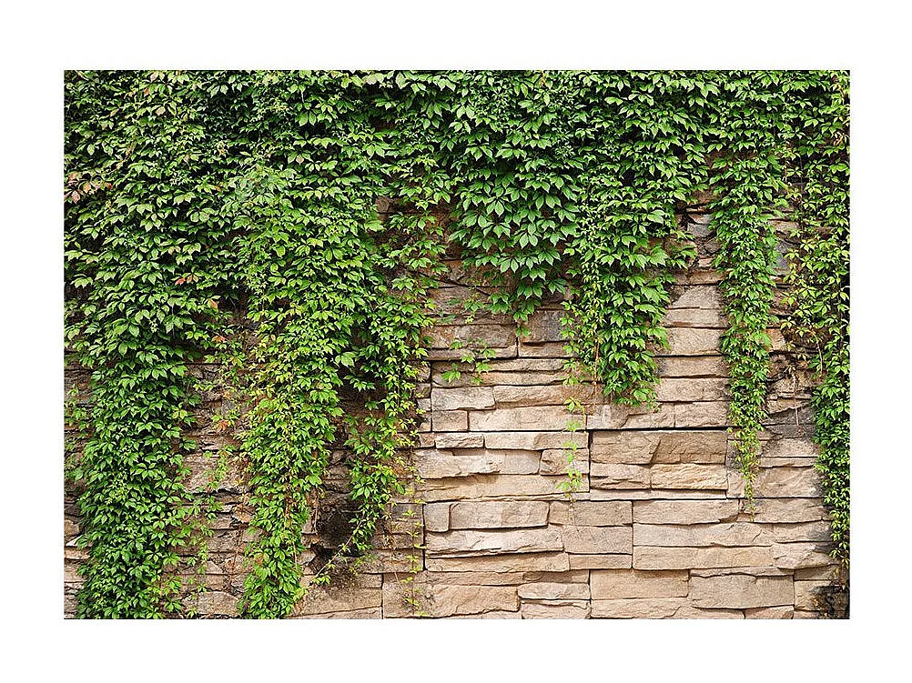 Papier Peint "Mur de Lierre" 175 x 250 cm