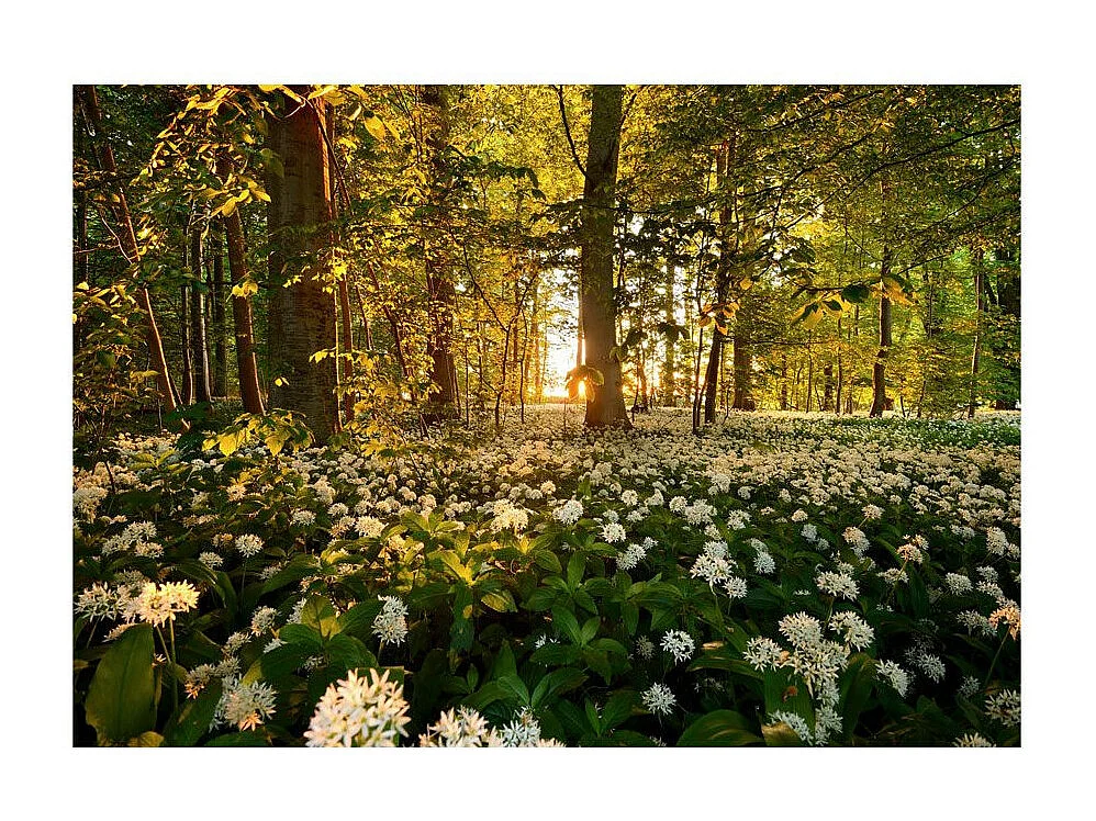 Papier Peint "Forest Flora" 175 x 250 cm