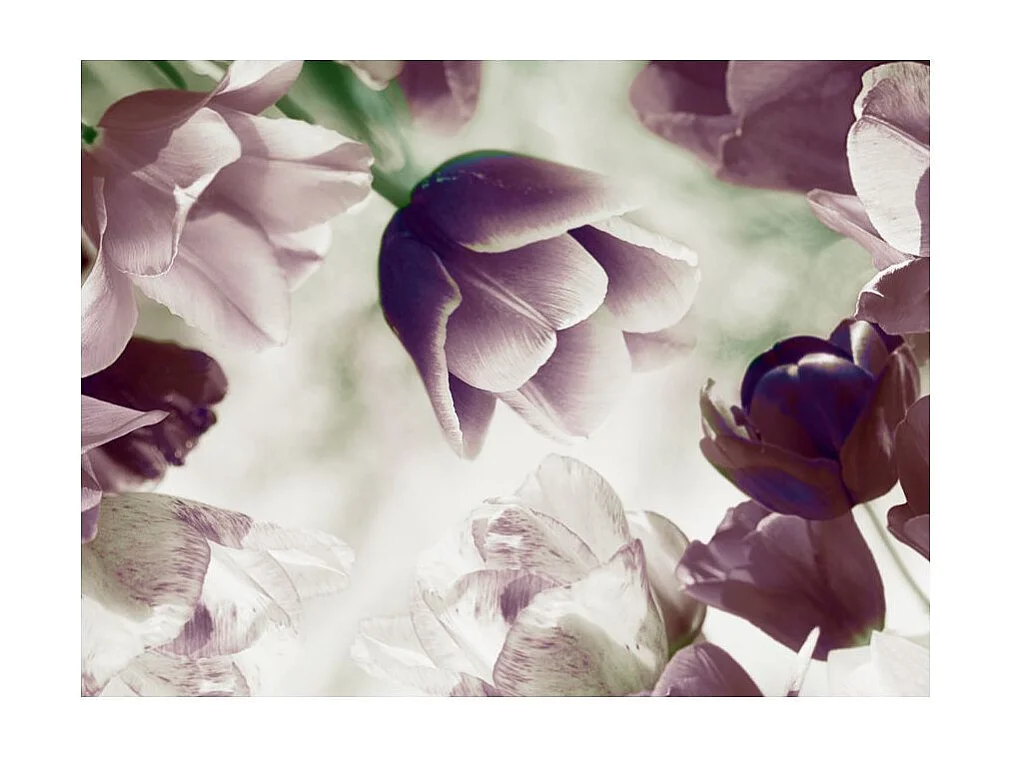 Papier Peint "Heavenly Tulips" 270 x 350 cm