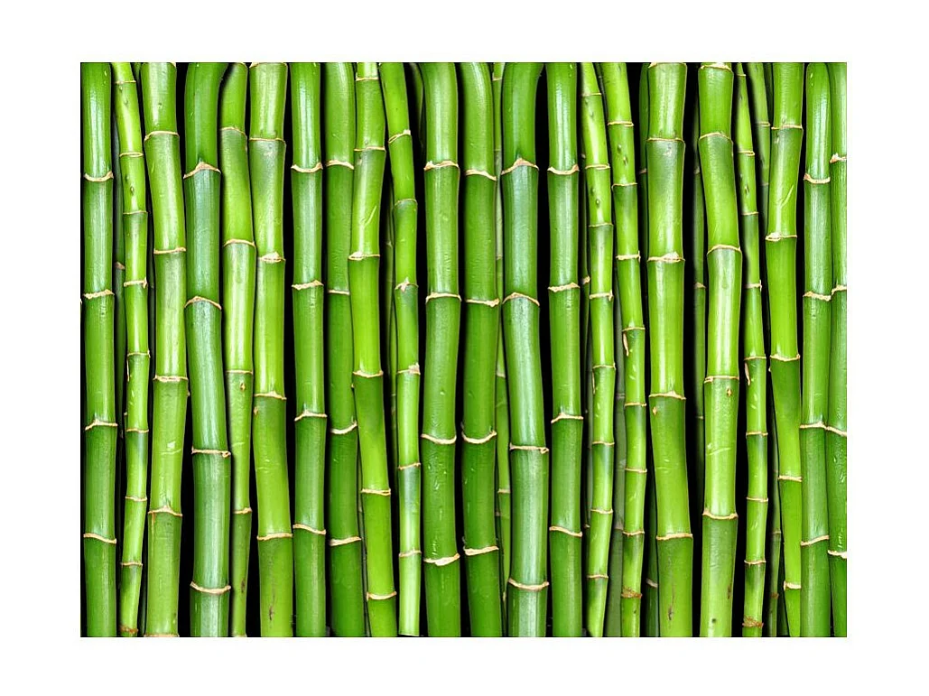 Papier Peint "Mur Vert Bambou" 154 x 200 cm