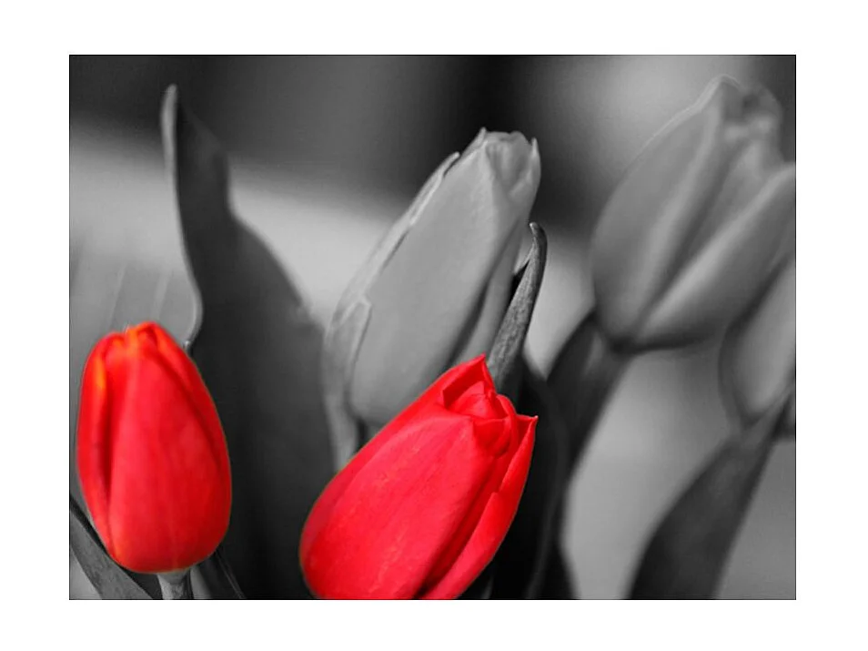 Papier Peint "Tulipes Rouges sur Fond Noir & Blanc" 231 x 300 cm