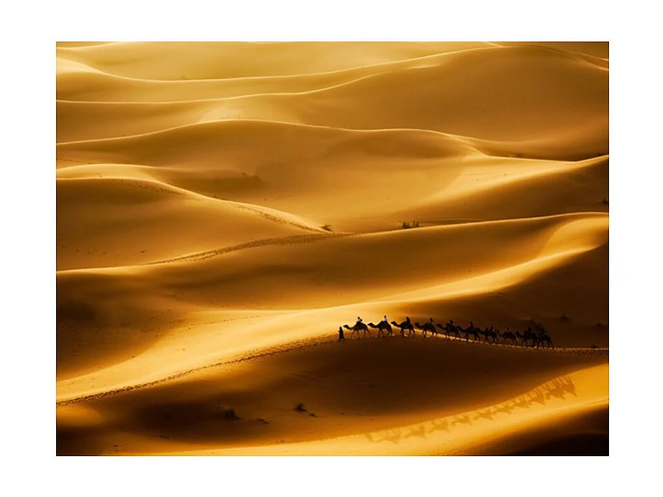 Papier Peint "Caravane de Chameaux" 154 x 200 cm