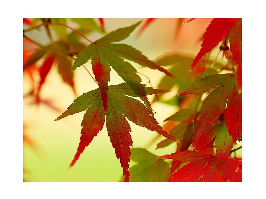 Papier Peint "Feuilles Colorées" 231 x 300 cm