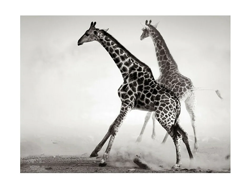 Papier Peint "Girafes" 193 x 250 cm