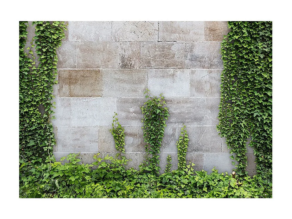 Papier Peint "The Forgotten Garden" 105 x 150 cm