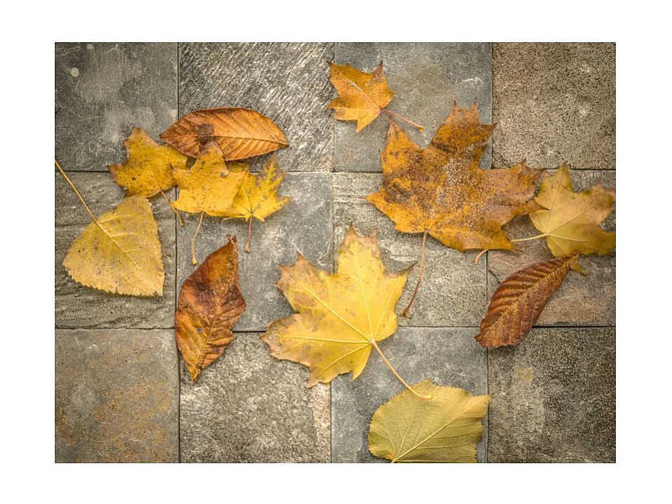 Papier Peint "Signes Avant Coureurs de l'automne" 270 x 350 cm