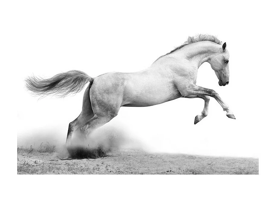 Papier Peint "White Gallop" 270 x 350 cm