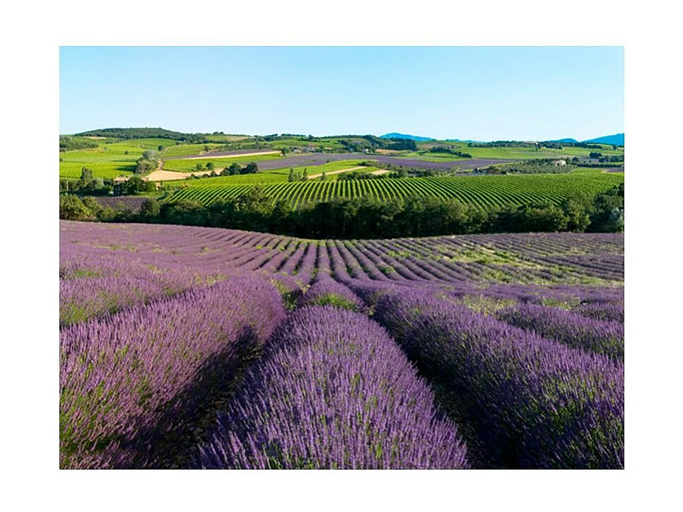 Papier Peint "Champs de Lavande" 270 x 350 cm