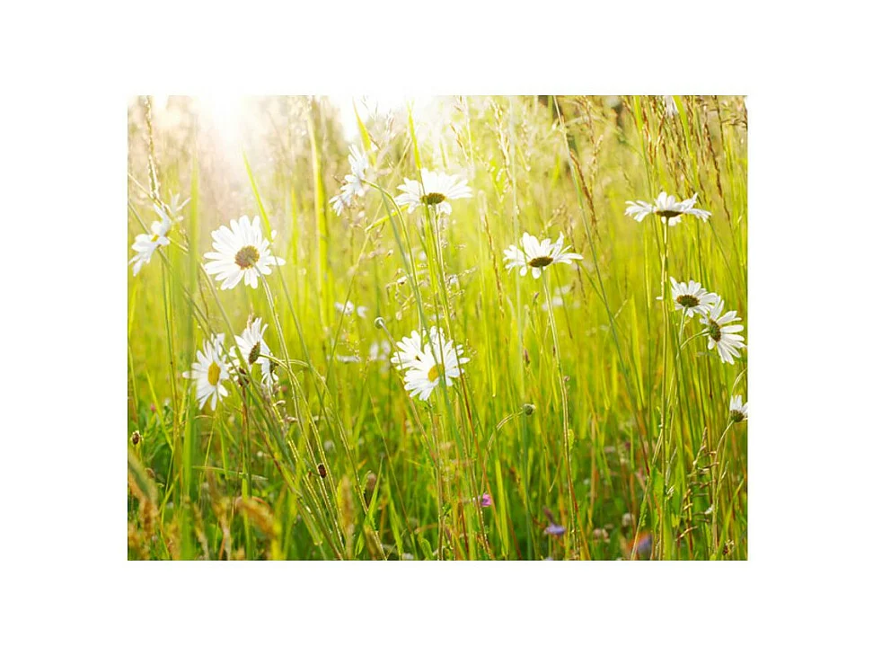 Papier Peint "Champ de Marguerites" 270 x 350 cm