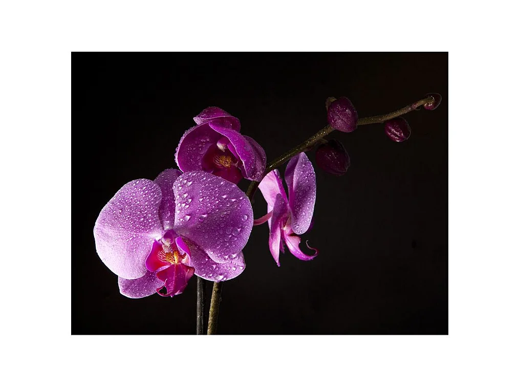 Papier Peint "De Bon Goût Orchidée" 193 x 250 cm