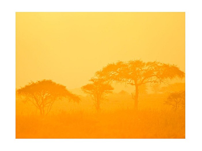 Papier Peint "Orange Savanna" 193 x 250 cm