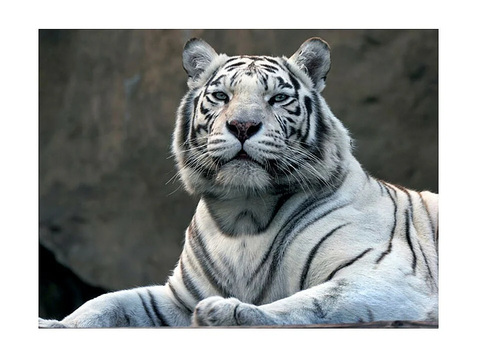 Papier Peint "Tigre du Bengale au Zoo" 270 x 350 cm