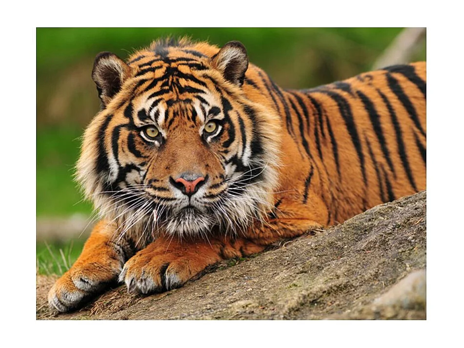 Papier Peint "Tigre de Sumatra" 154 x 200 cm