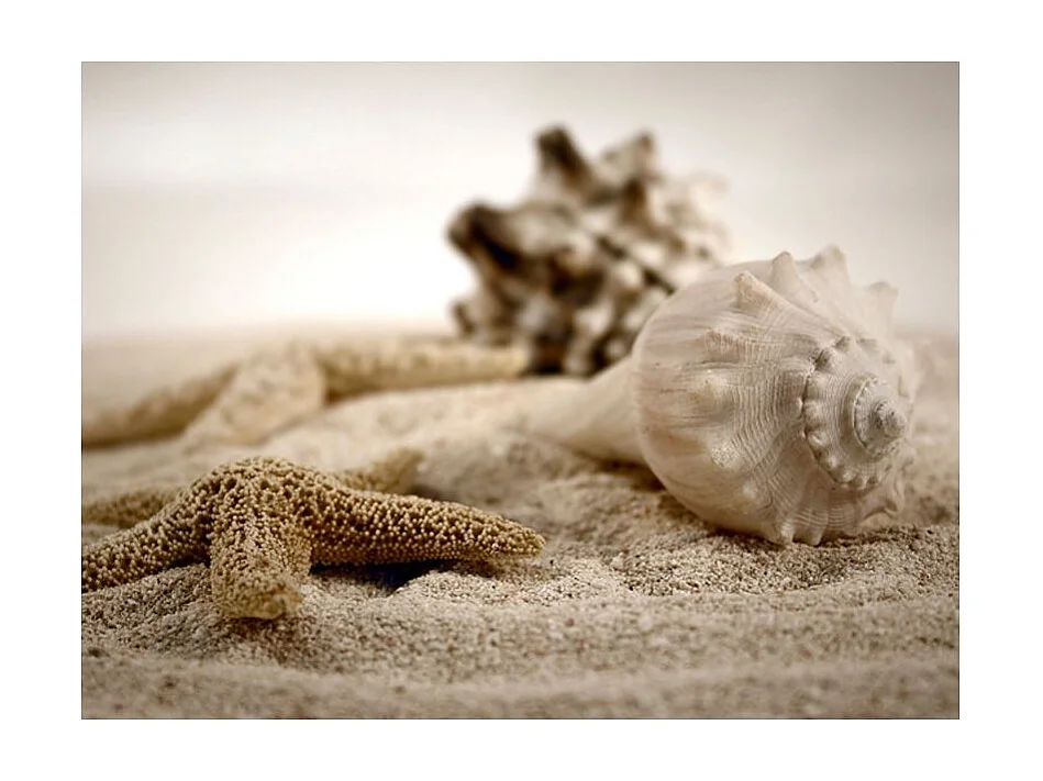 Papier Peint "Plage & Coquillage" 154 x 200 cm