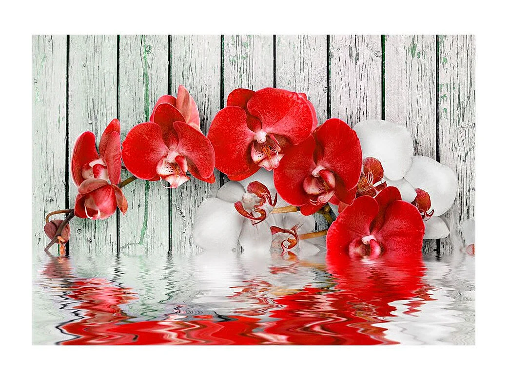 Papier Peint "Ruby Orchid" 245 x 350 cm