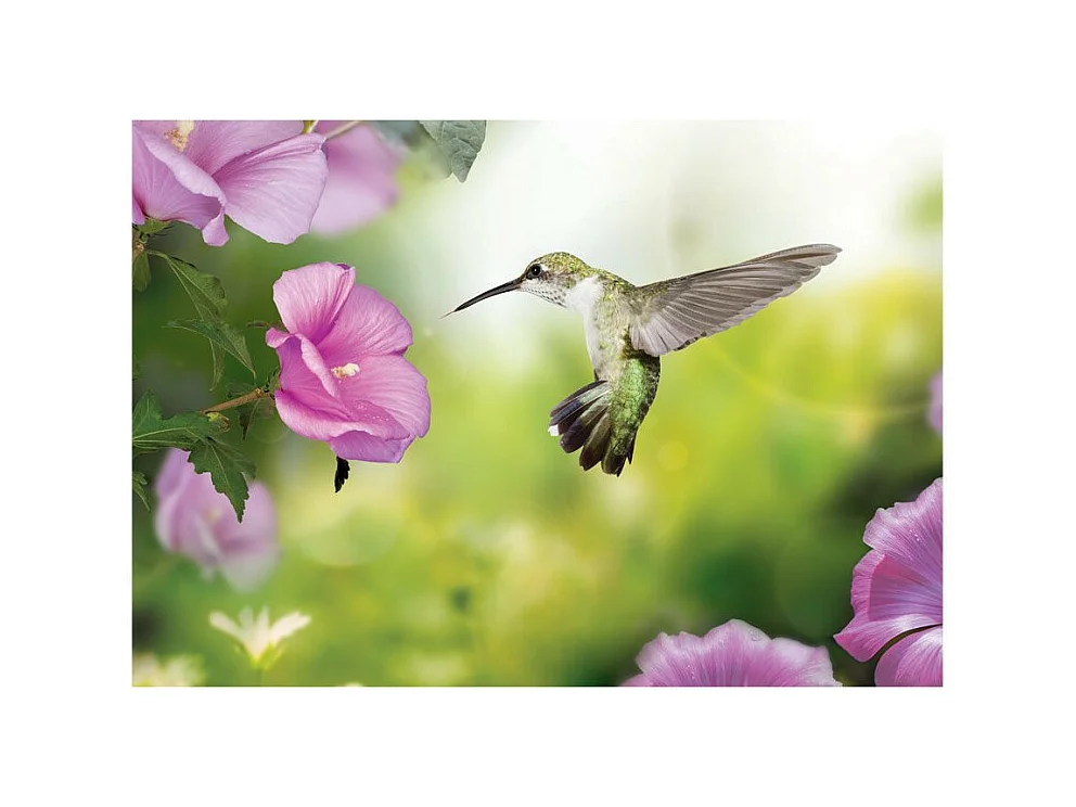 Papier Peint "Humming Bird" 140 x 200 cm