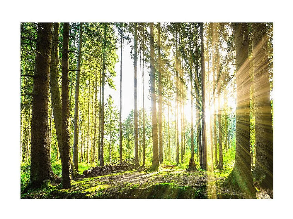 Papier Peint "Forest Tales" 70 x 100 cm