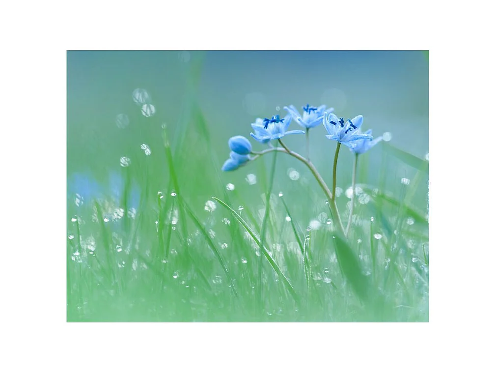 Papier Peint "Prairie dans la Lumière du Matin" 193 x 250 cm