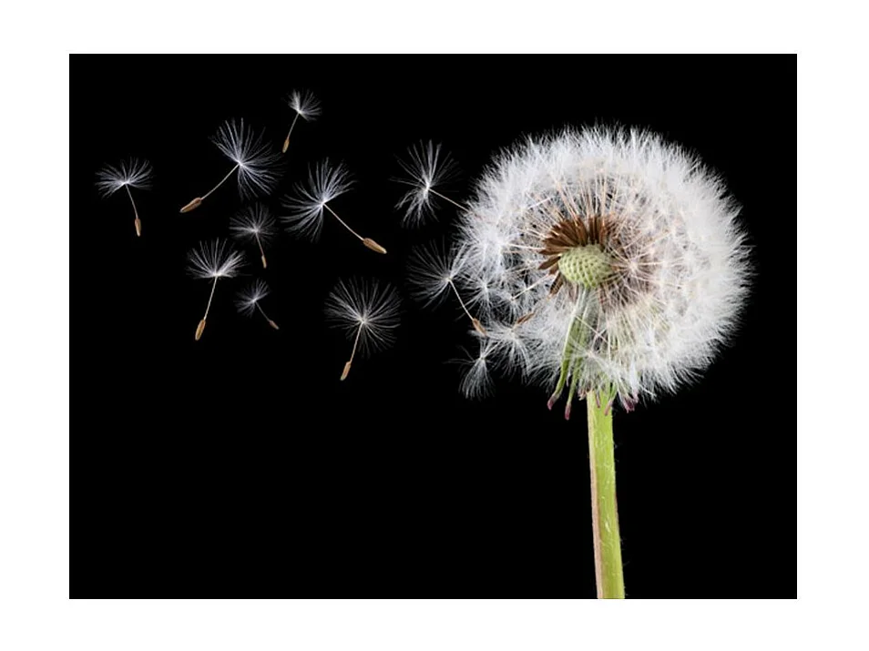 Papier Peint "Vent & Pissenlit" 270 x 350 cm