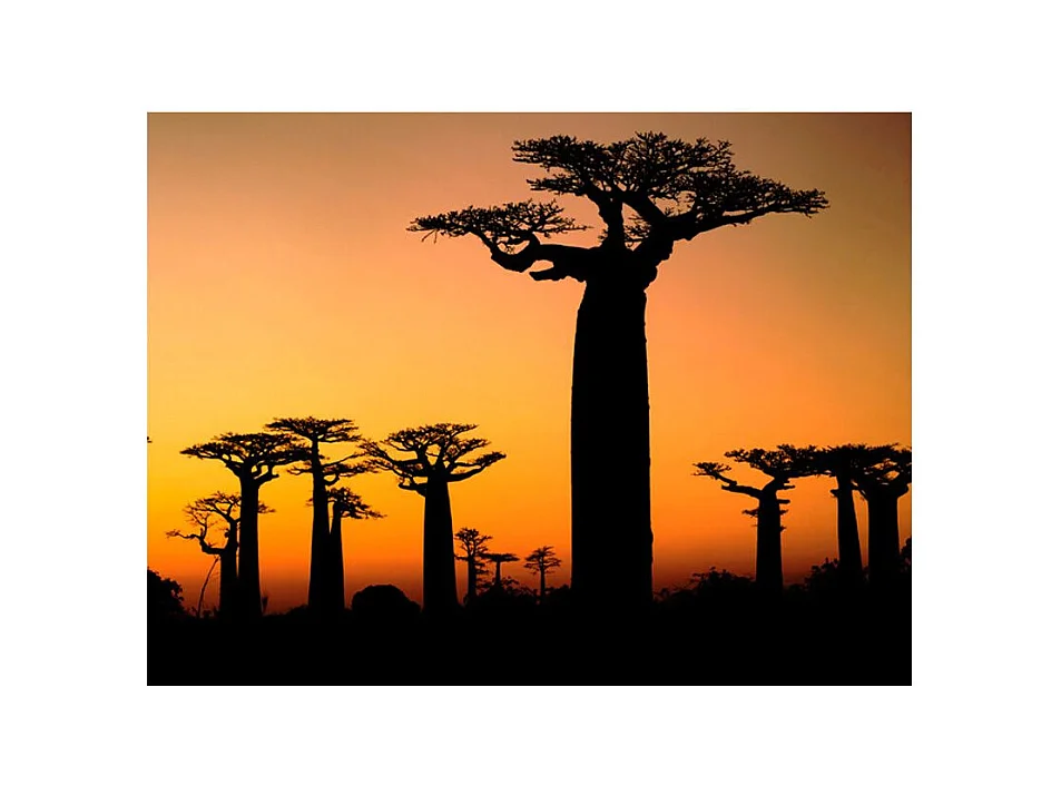 Papier Peint "Baobabs Africains" 309 x 400 cm
