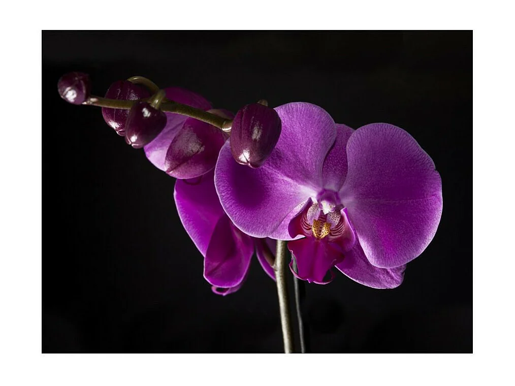 Papier Peint "Elégante Orchidée" 154 x 200 cm