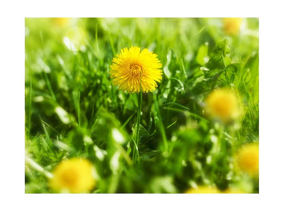 Papier Peint "Printemps Fleurs Jaunes de Pissenlit" 270 x 350 cm