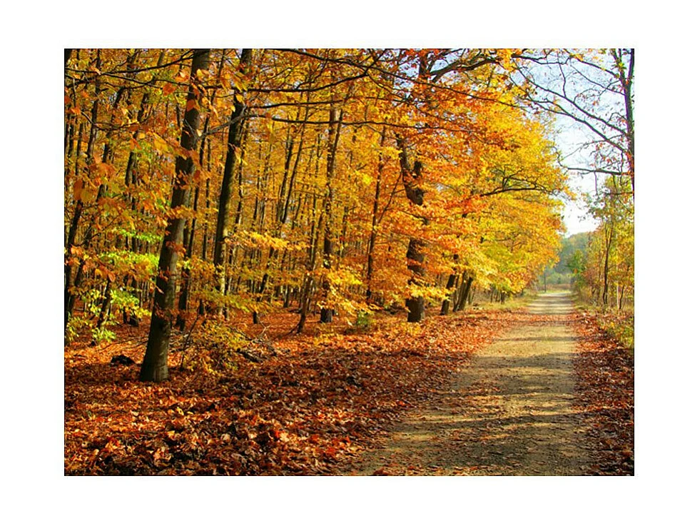 Papier Peint "Beech Forest" 270 x 350 cm