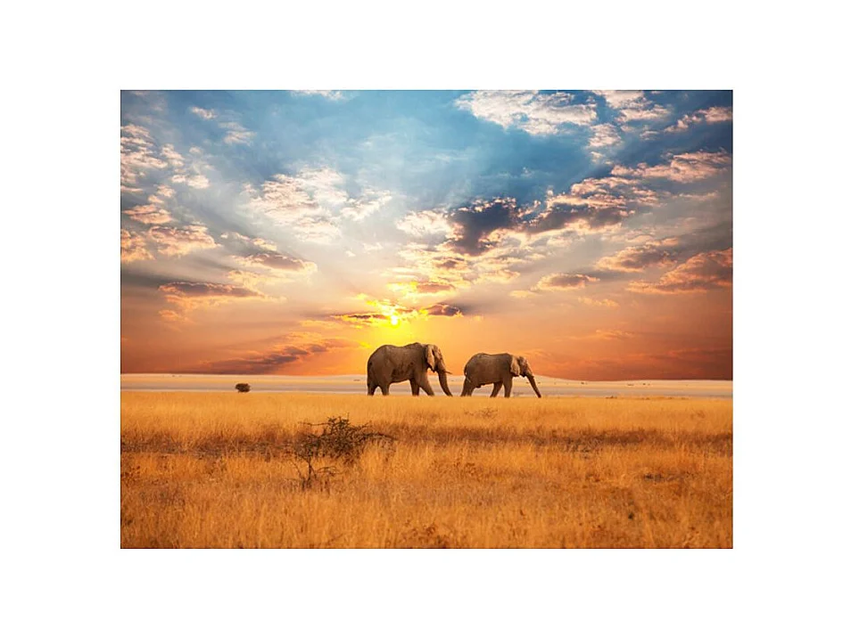 Papier Peint "Éléphants de Savane D'Afrique" 193 x 250 cm