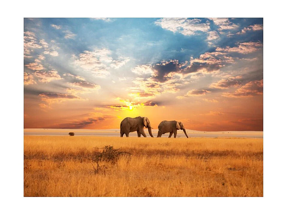 Papier Peint "Éléphants de Savane D'Afrique" 193 x 250 cm