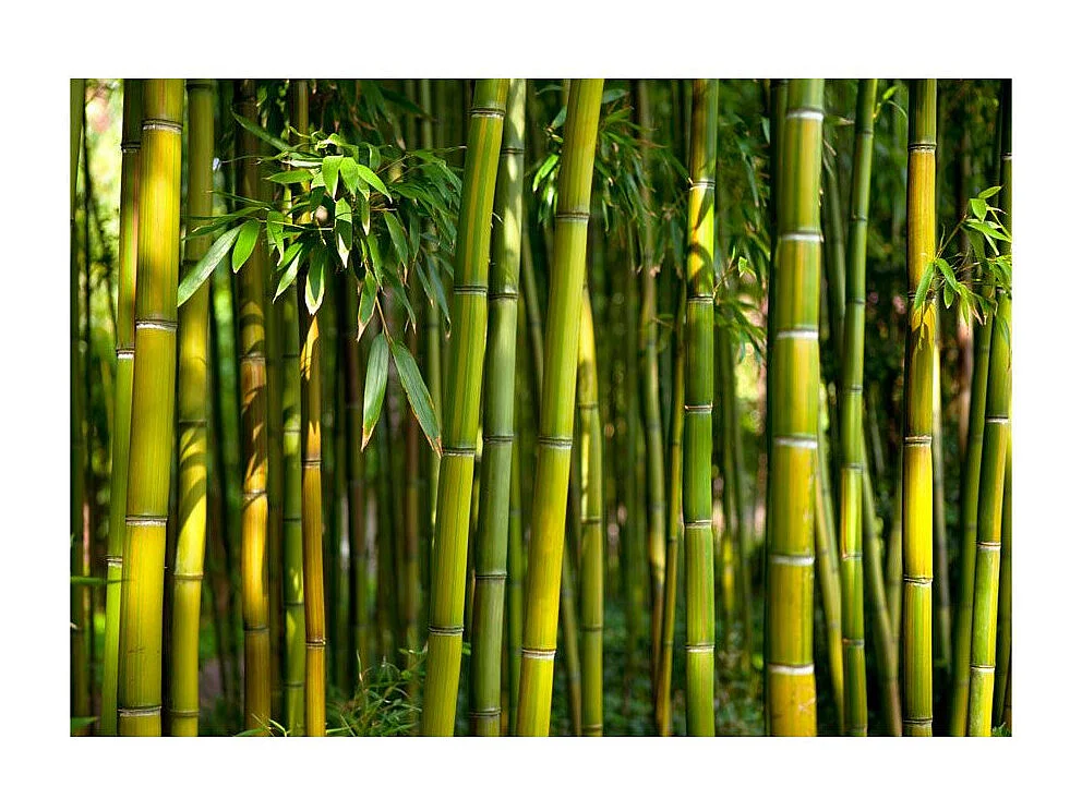 Papier Peint "Oriental Garden" 210 x 300 cm