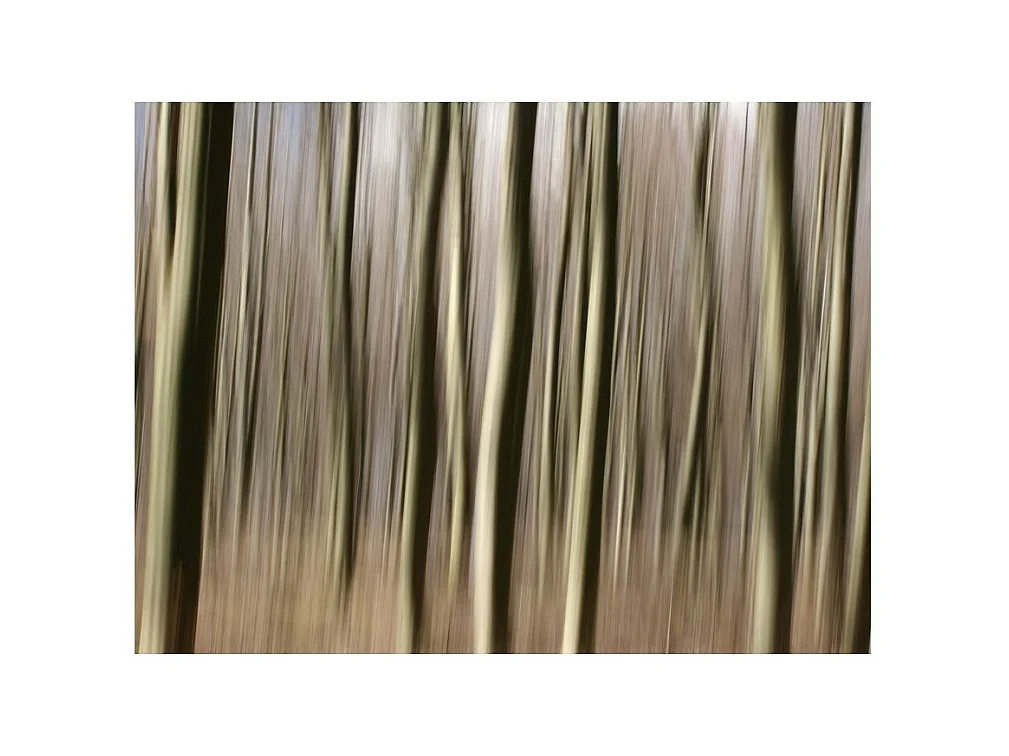 Papier Peint "Forêt" 231 x 300 cm