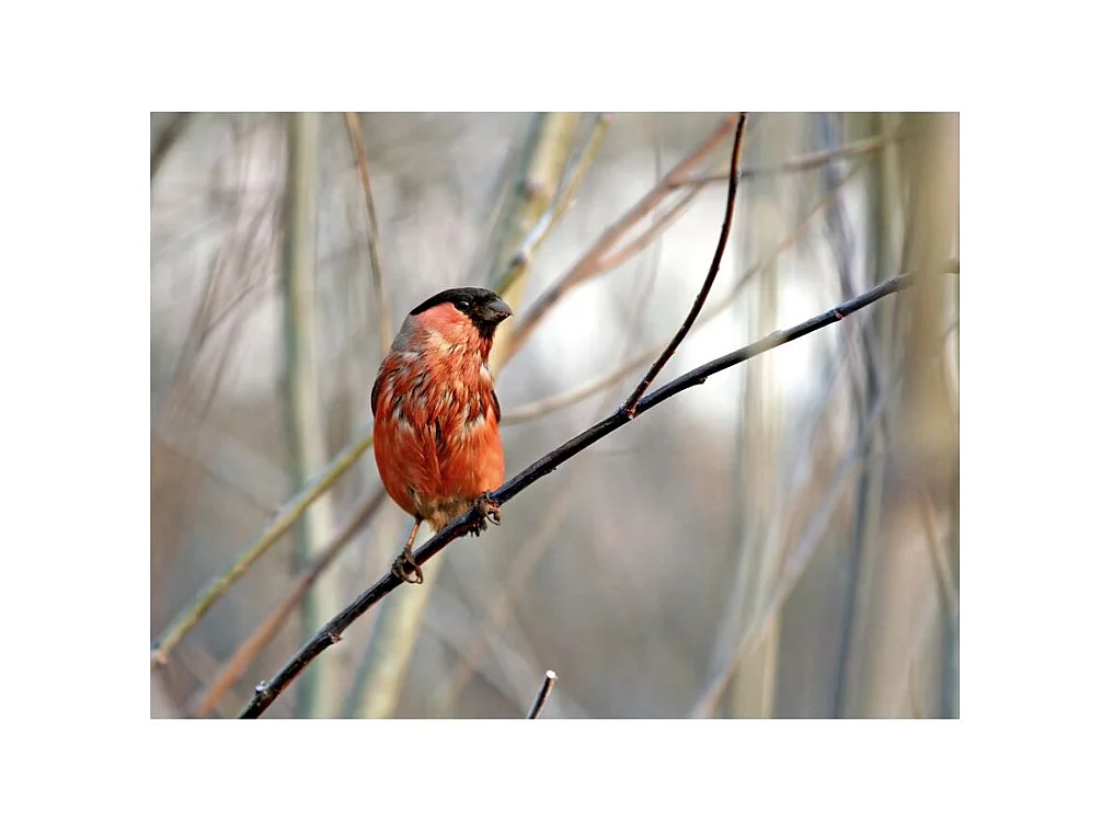 Papier Peint "Bullfinch in the Forest" 193 x 250 cm