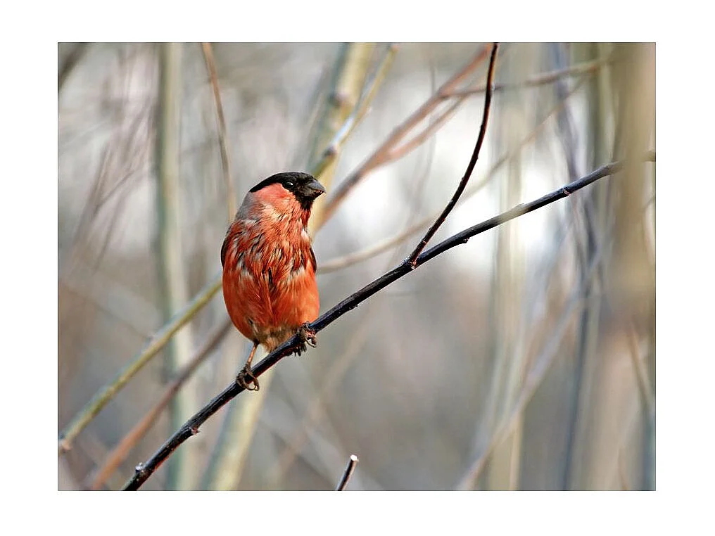 Papier Peint "Bullfinch in the Forest" 193 x 250 cm