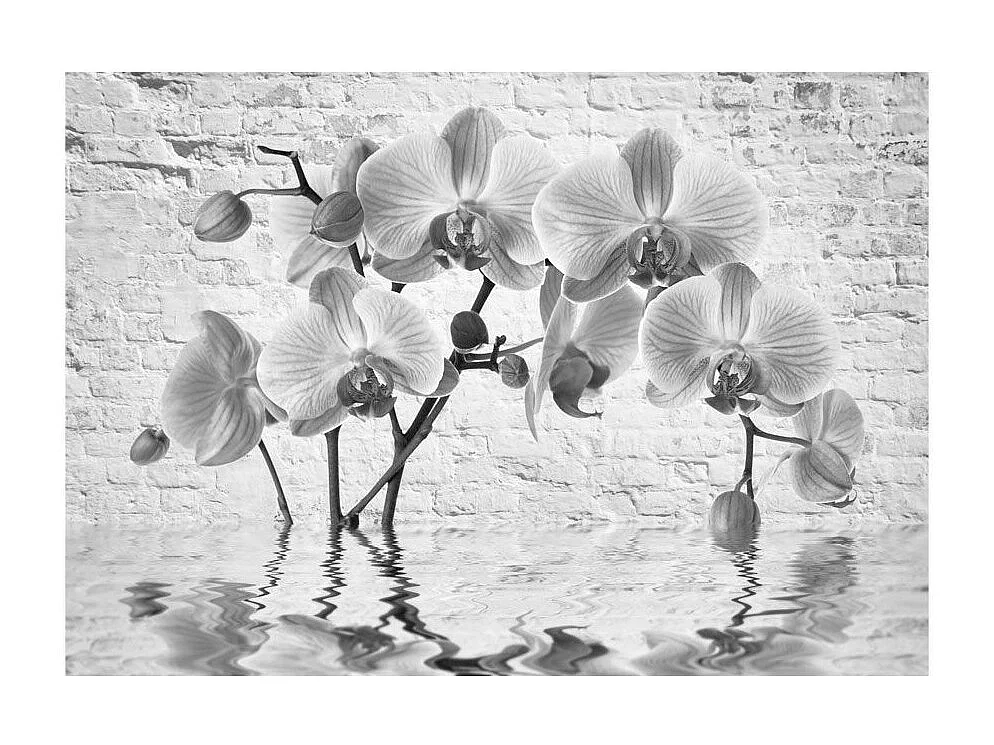 Papier Peint "Orchid in Shades of Gray" 105 x 150 cm