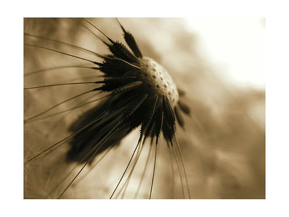 Papier Peint "Pissenlit Sépia II" 154 x 200 cm