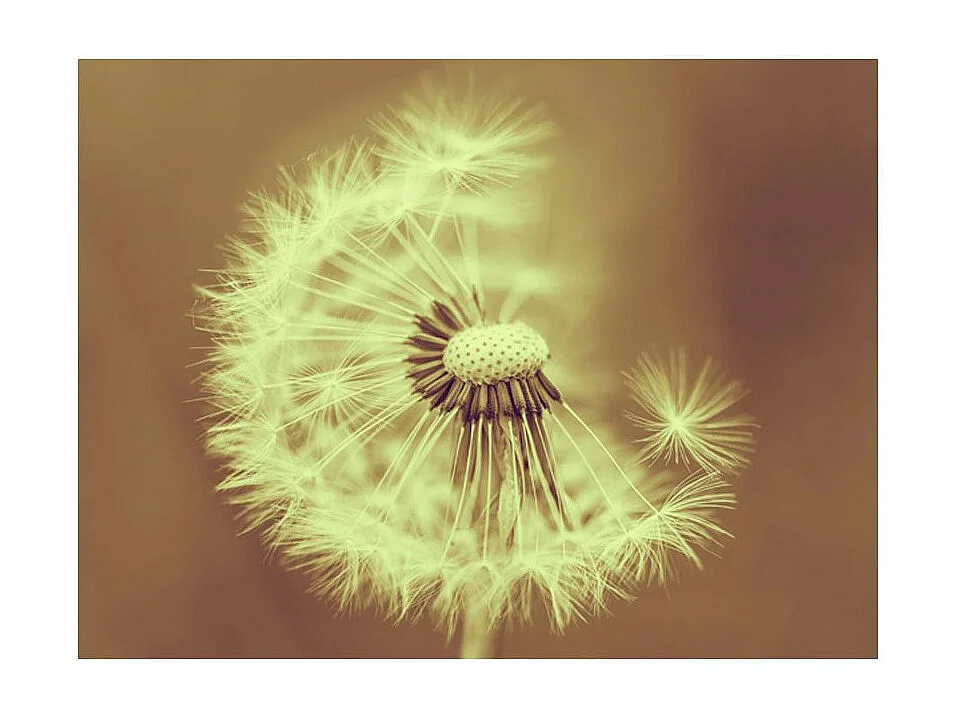 Papier Peint "Pissenlit Sépia III" 231 x 300 cm