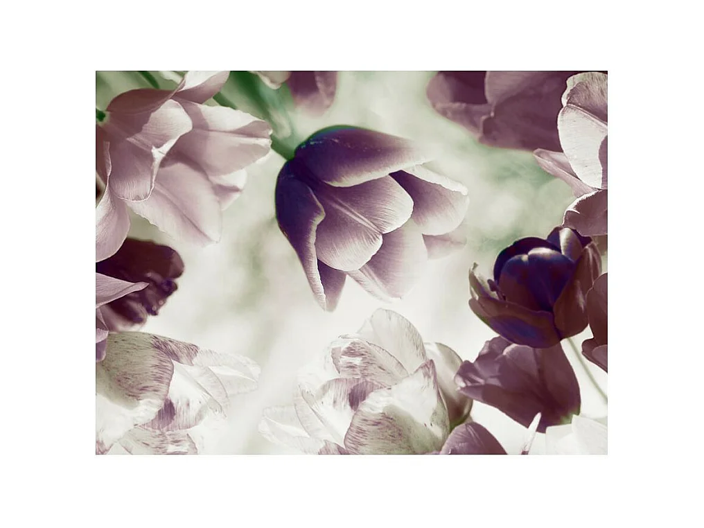 Papier Peint "Heavenly Tulips" 154 x 200 cm