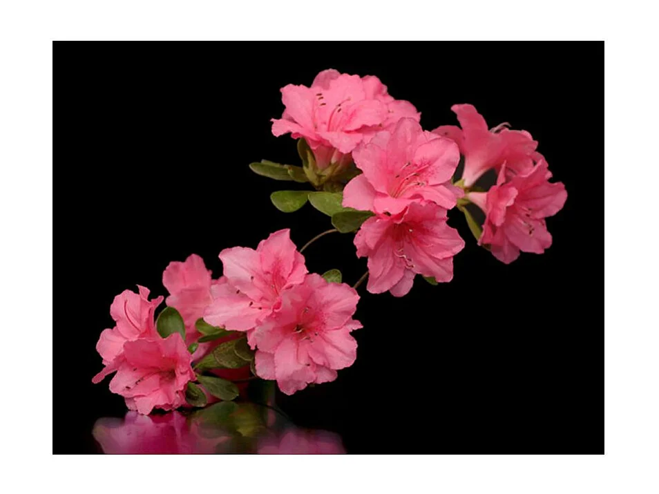 Papier Peint "Azalea in Black" 154 x 200 cm