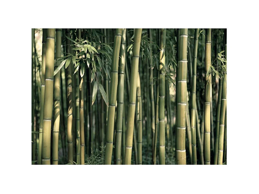 Papier Peint "Bamboo Exotic" 70 x 100 cm
