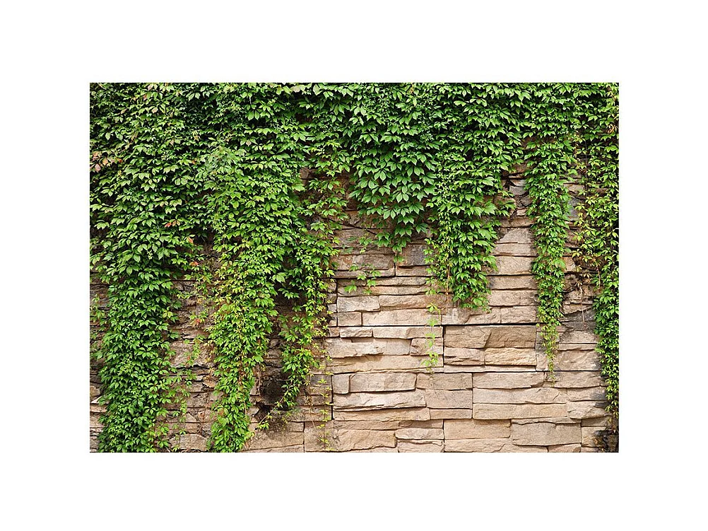 Papier Peint "Mur de Lierre" 280 x 400 cm