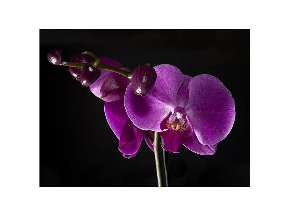 Papier Peint "Elégante Orchidée" 231 x 300 cm