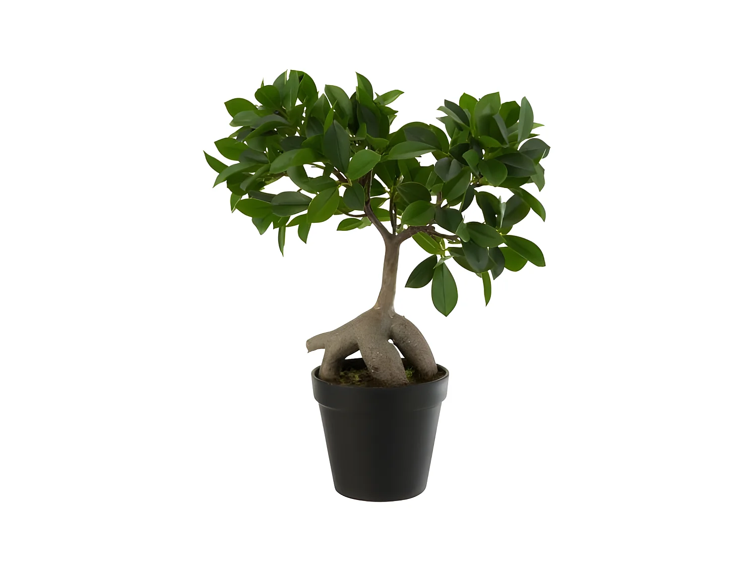 Árbol de ficus en maceta de tela verde de 25x13x37 cm