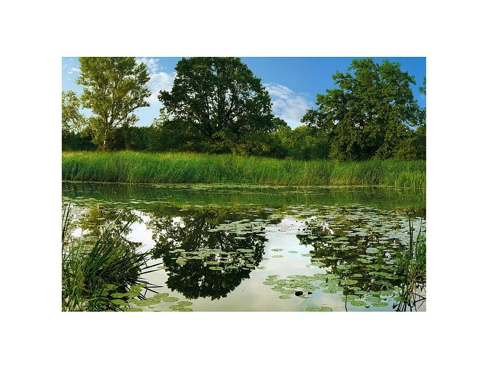 Papier Peint "The Magic Pond" 245 x 350 cm